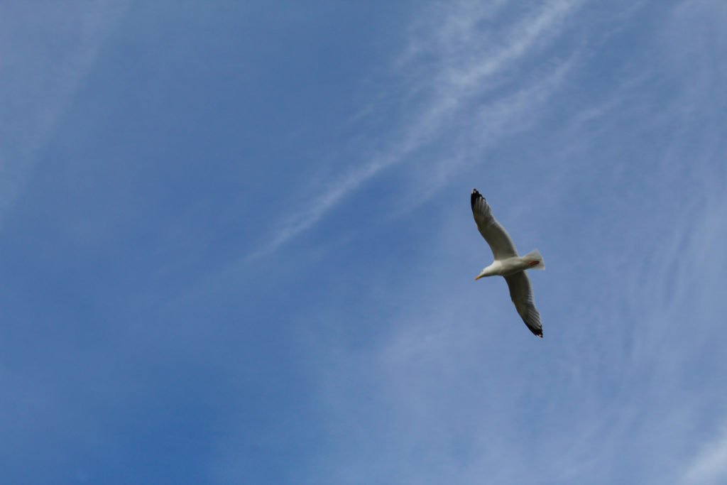 gabbiano in volo